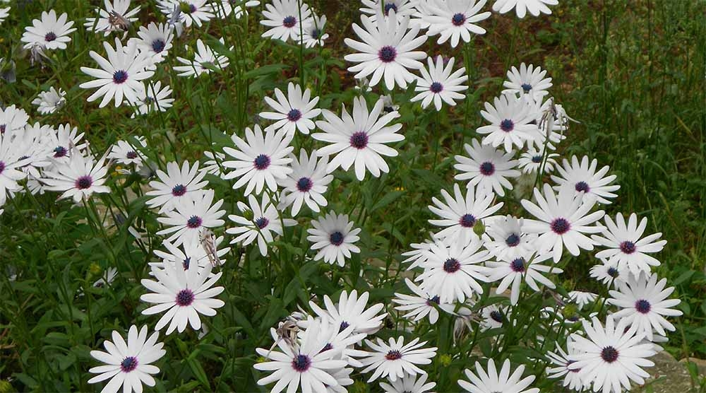https://hectare.ua/upload/68fd4926788cd.jpg https://hectare.ua/upload/68fd4926788cd.jpg