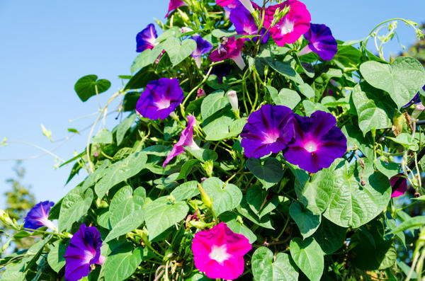 https://hectare.ua/upload/68fd492a994e1.jpg https://hectare.ua/upload/68fd492a994e1.jpg