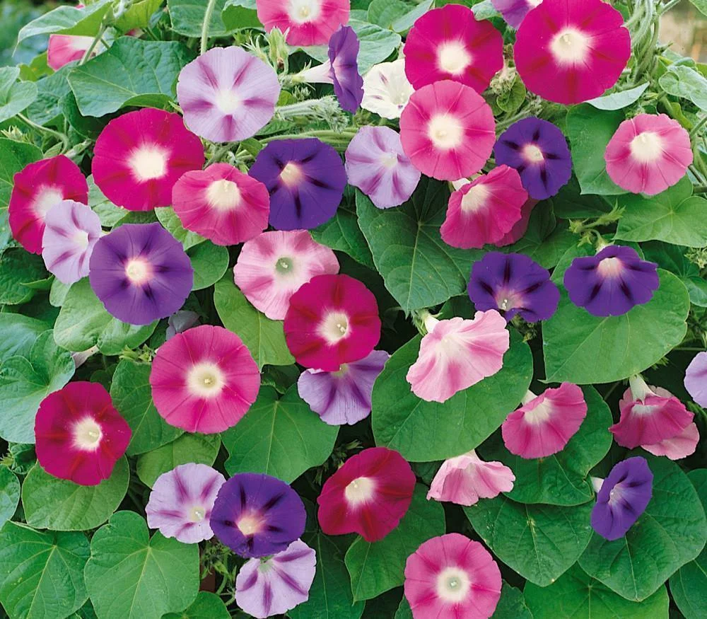 https://hectare.ua/upload/68fd492b34529.jpg https://hectare.ua/upload/68fd492b34529.jpg