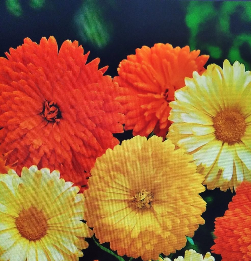 https://hectare.ua/upload/68fd492c14b45.jpg https://hectare.ua/upload/68fd492c14b45.jpg