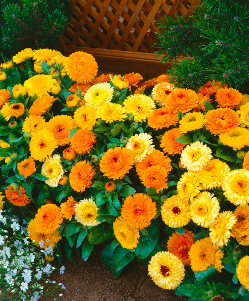 https://hectare.ua/upload/68fd492c89320.jpg https://hectare.ua/upload/68fd492c89320.jpg