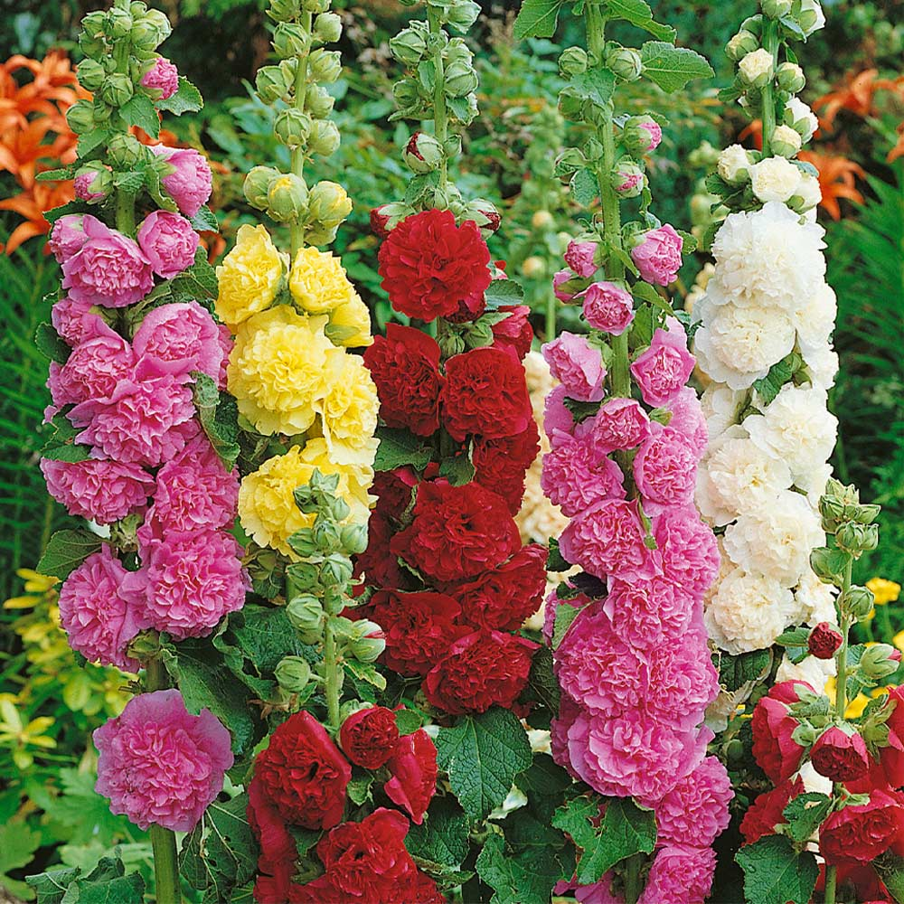 https://hectare.ua/upload/68fd493a61123.jpg https://hectare.ua/upload/68fd493a61123.jpg