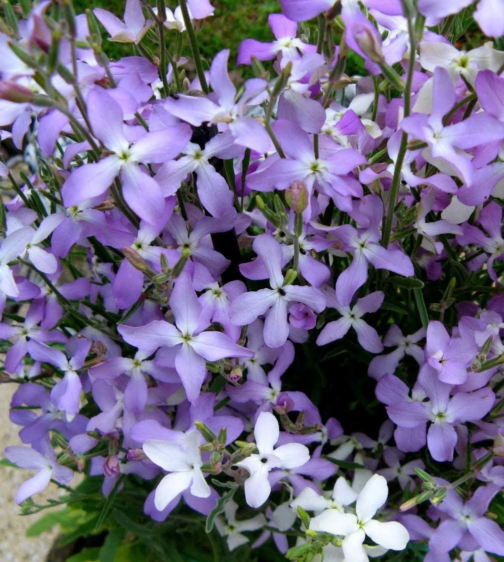 https://hectare.ua/upload/68fd493cd5a11.jpg https://hectare.ua/upload/68fd493cd5a11.jpg