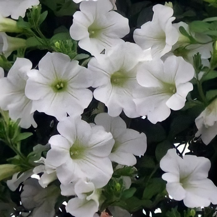 https://hectare.ua/upload/68fd4946526b8.jpg https://hectare.ua/upload/68fd4946526b8.jpg