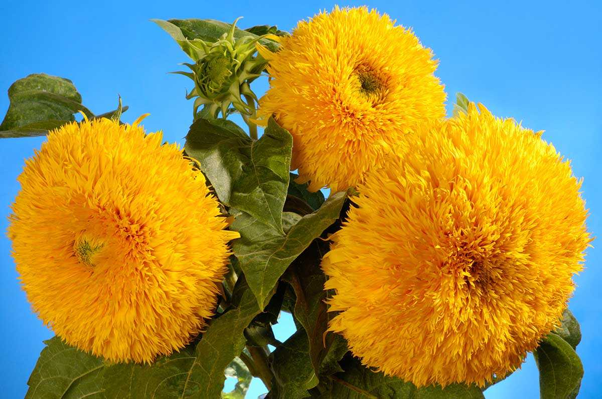 https://hectare.ua/upload/68fd494763c2c.jpg https://hectare.ua/upload/68fd494763c2c.jpg