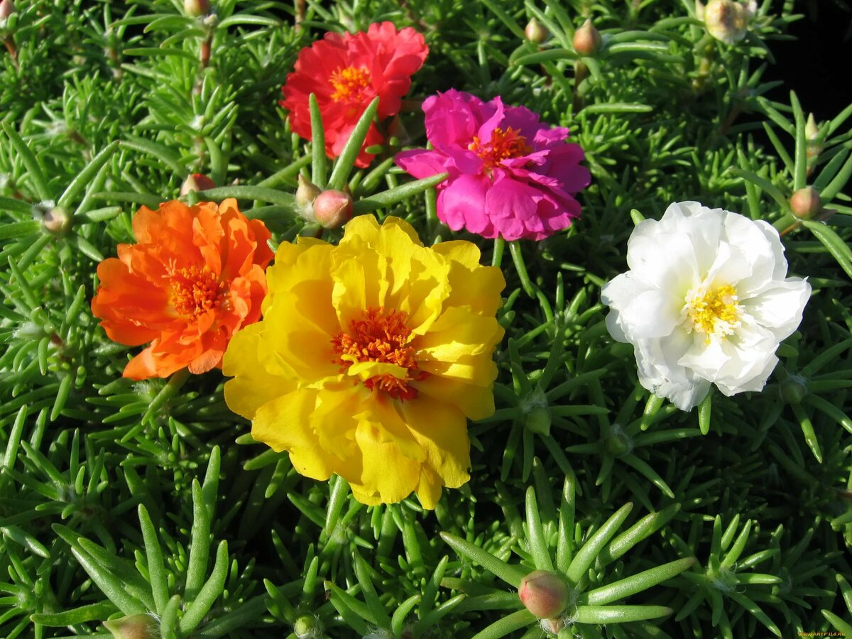 https://hectare.ua/upload/68fd494931040.jpg https://hectare.ua/upload/68fd494931040.jpg