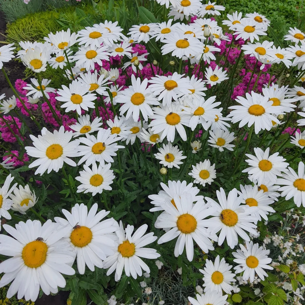 https://hectare.ua/upload/68fd4949f4175.jpg https://hectare.ua/upload/68fd4949f4175.jpg