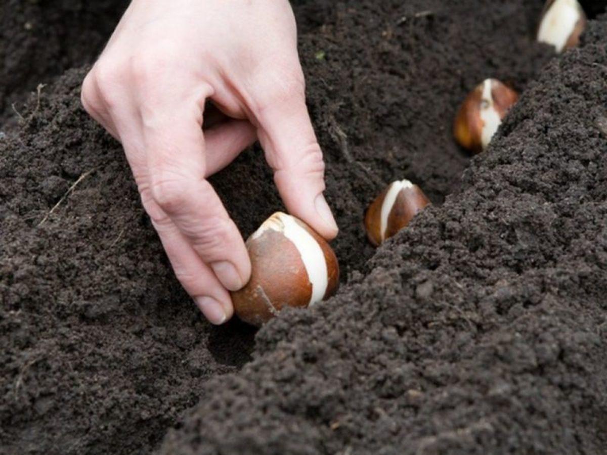 https://hectare.ua/upload/68fd4977bab44.jpg https://hectare.ua/upload/68fd4977bab44.jpg