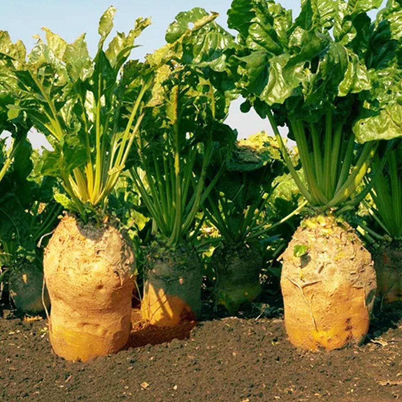https://hectare.ua/upload/68fd49786ebff.jpg https://hectare.ua/upload/68fd49786ebff.jpg