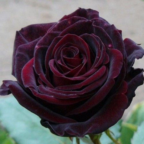 https://hectare.ua/upload/68fd49881dc7f.jpg https://hectare.ua/upload/68fd49881dc7f.jpg