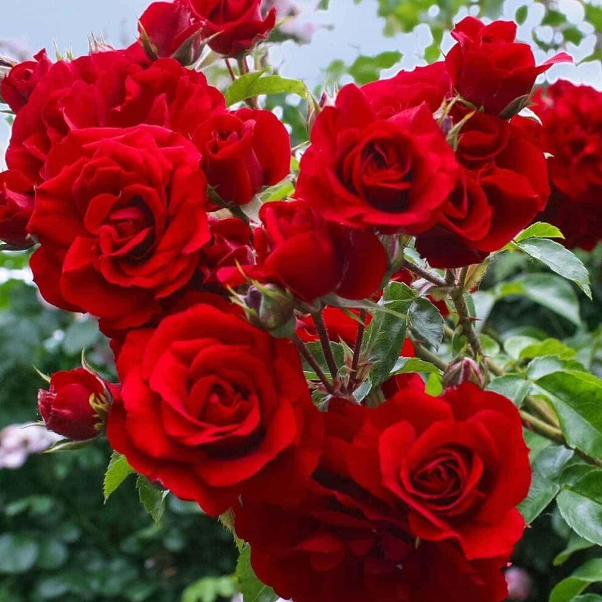 https://hectare.ua/upload/68fd498acc6db.jpg https://hectare.ua/upload/68fd498acc6db.jpg