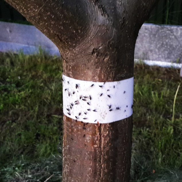 https://hectare.ua/upload/68fd49912e81c.jpg https://hectare.ua/upload/68fd49912e81c.jpg