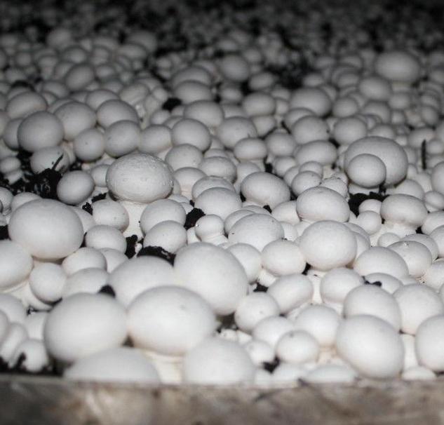 https://hectare.ua/upload/68fd49eb25007.jpg https://hectare.ua/upload/68fd49eb25007.jpg