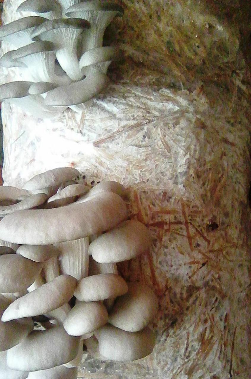 https://hectare.ua/upload/68fd49ebb0bbe.jpg https://hectare.ua/upload/68fd49ebb0bbe.jpg