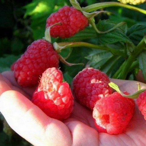 https://hectare.ua/upload/68fd4a0c35987.jpg https://hectare.ua/upload/68fd4a0c35987.jpg