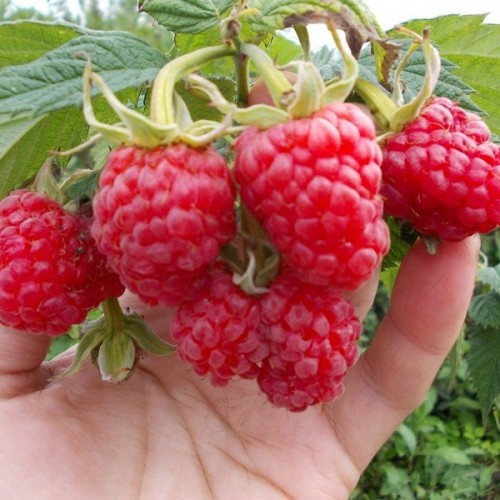 https://hectare.ua/upload/68fd4a0ccd661.jpg https://hectare.ua/upload/68fd4a0ccd661.jpg