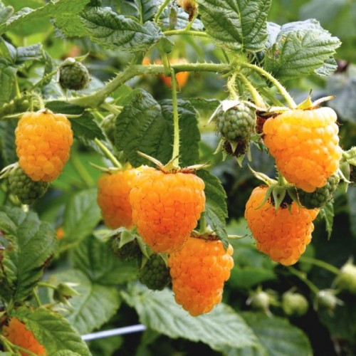https://hectare.ua/upload/68fd4a0dbcb67.jpg https://hectare.ua/upload/68fd4a0dbcb67.jpg