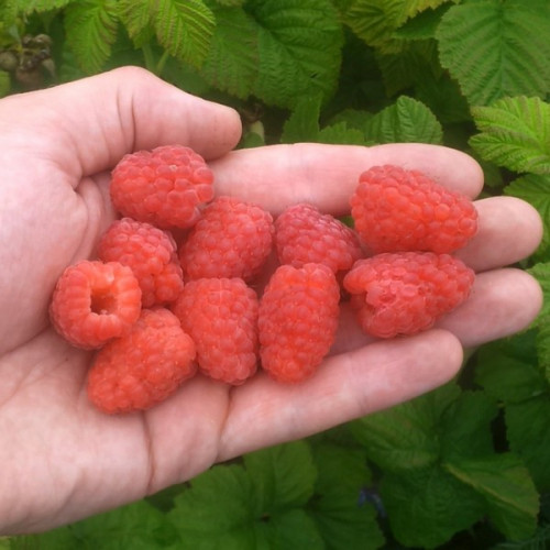 https://hectare.ua/upload/68fd4a0eb0d7d.jpg https://hectare.ua/upload/68fd4a0eb0d7d.jpg