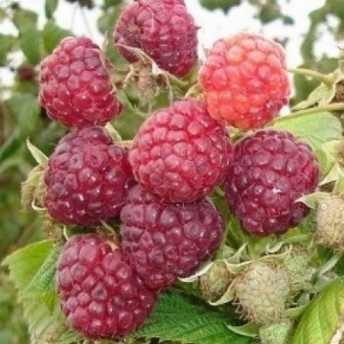https://hectare.ua/upload/68fd4a0f4b6e6.jpg https://hectare.ua/upload/68fd4a0f4b6e6.jpg