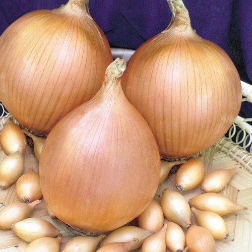 https://hectare.ua/upload/68fd4a14d775f.jpg https://hectare.ua/upload/68fd4a14d775f.jpg
