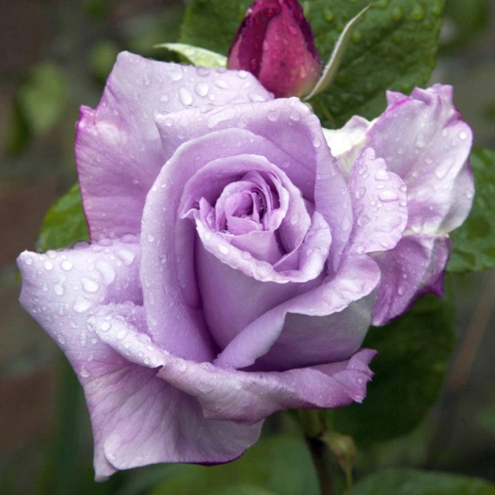 https://hectare.ua/upload/68fd4a27c1637.jpg https://hectare.ua/upload/68fd4a27c1637.jpg