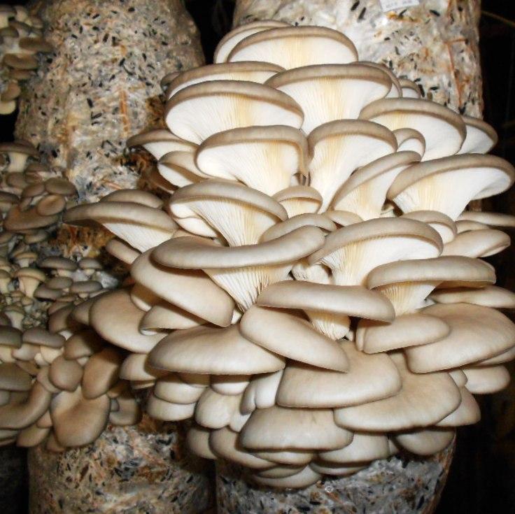 https://hectare.ua/upload/68fd4a2c24151.jpg https://hectare.ua/upload/68fd4a2c24151.jpg