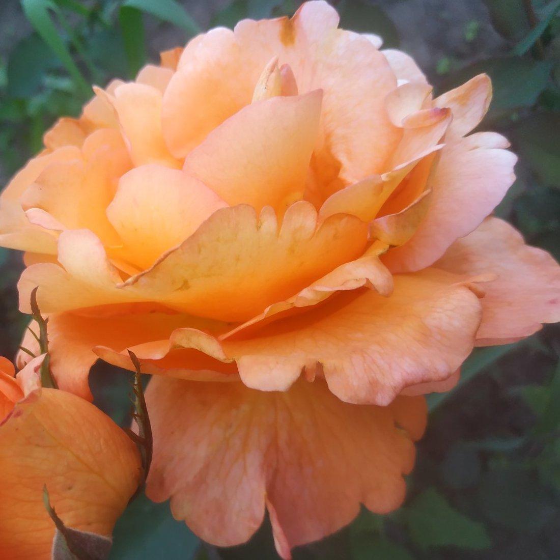 https://hectare.ua/upload/68fd4a383ca85.jpg https://hectare.ua/upload/68fd4a383ca85.jpg