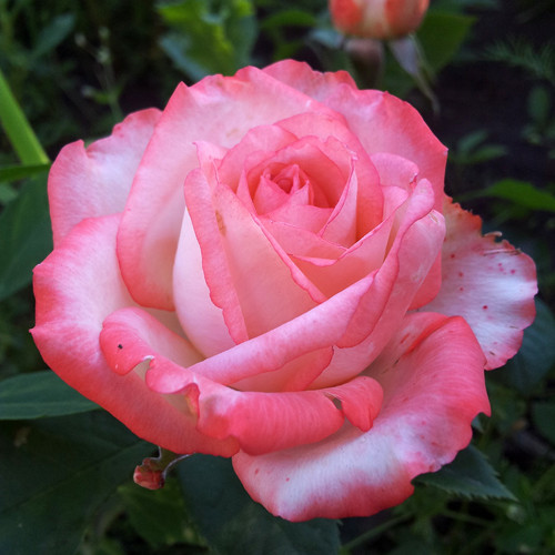 https://hectare.ua/upload/68fd4a3cc0638.jpg https://hectare.ua/upload/68fd4a3cc0638.jpg