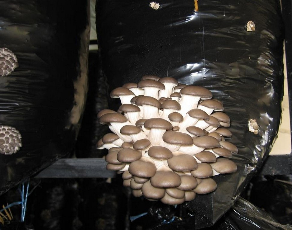 https://hectare.ua/upload/68fd4a6898448.jpg https://hectare.ua/upload/68fd4a6898448.jpg