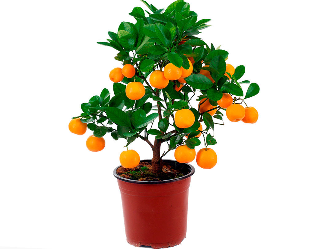 https://hectare.ua/upload/68fd4ad781dcd.jpg https://hectare.ua/upload/68fd4ad781dcd.jpg