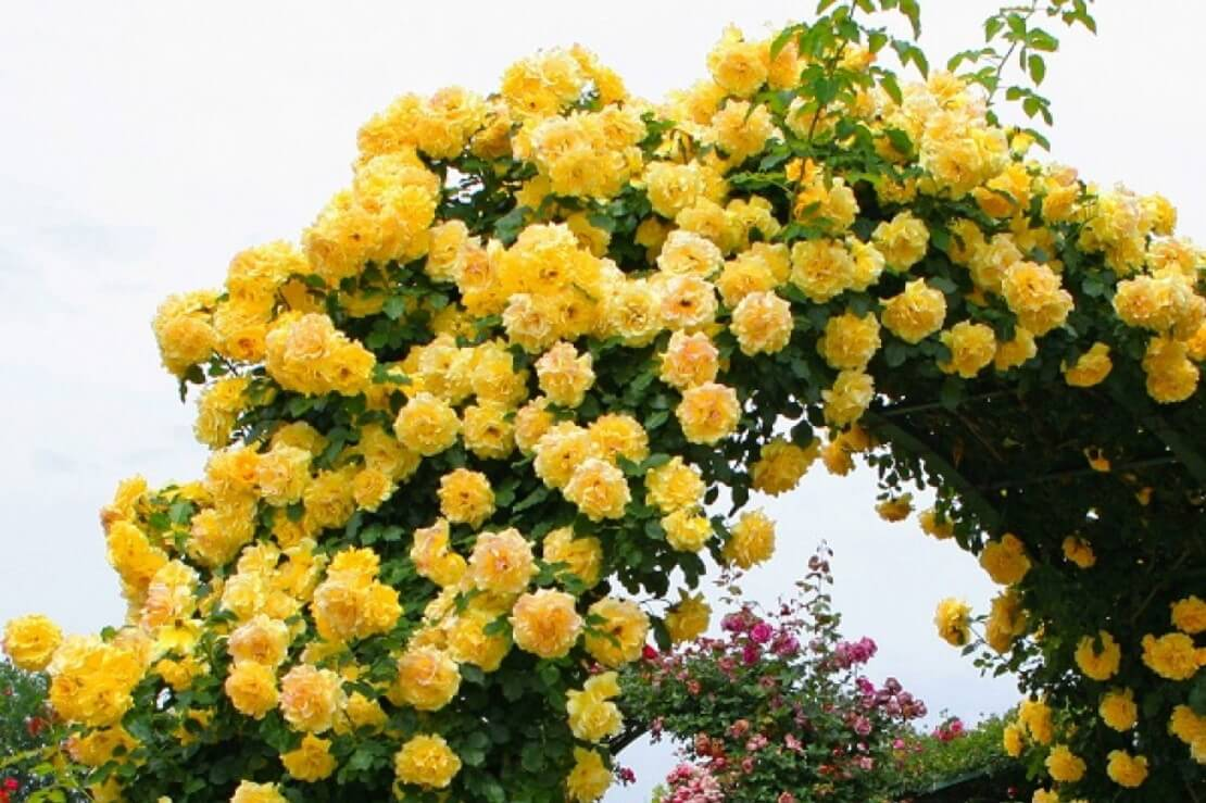 https://hectare.ua/upload/68fd4adb3d28d.jpg https://hectare.ua/upload/68fd4adb3d28d.jpg