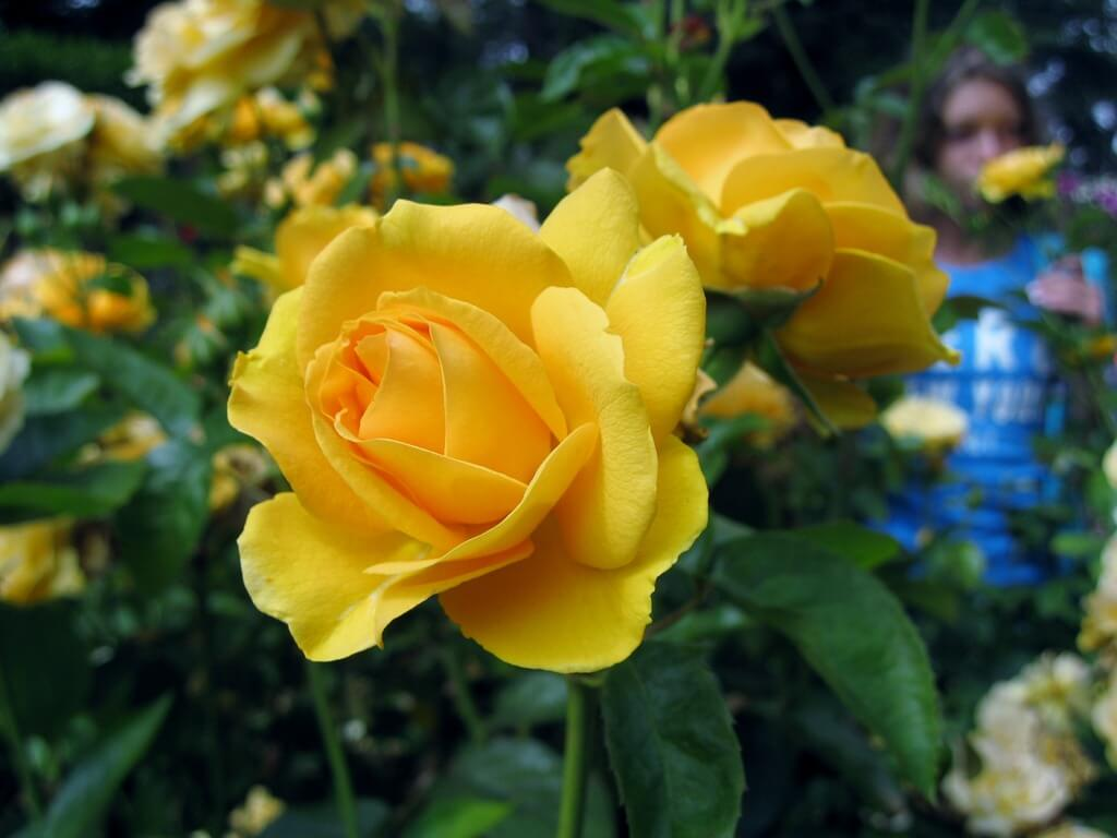 https://hectare.ua/upload/68fd4adbb5b31.jpg https://hectare.ua/upload/68fd4adbb5b31.jpg