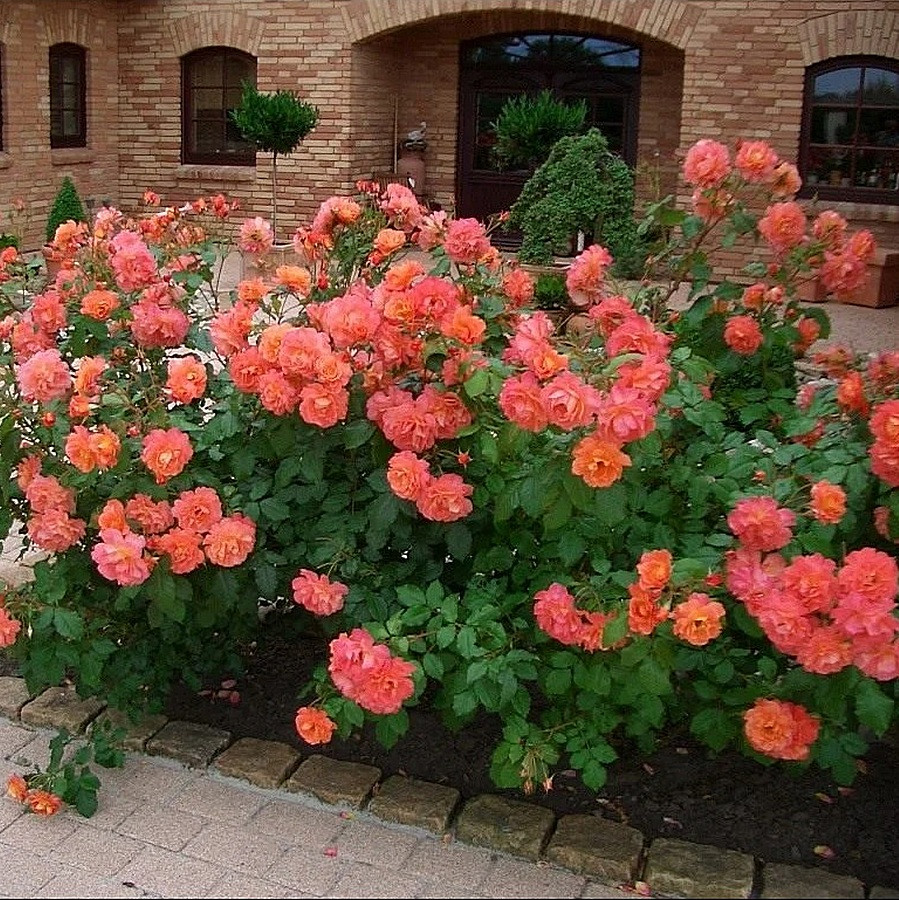 https://hectare.ua/upload/68fd4add76c8a.jpg https://hectare.ua/upload/68fd4add76c8a.jpg