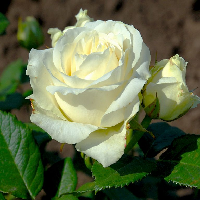 https://hectare.ua/upload/68fd4adf0394a.jpg https://hectare.ua/upload/68fd4adf0394a.jpg