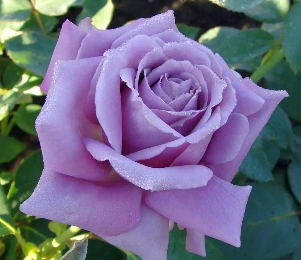 https://hectare.ua/upload/68fd4ae0d7107.jpg https://hectare.ua/upload/68fd4ae0d7107.jpg