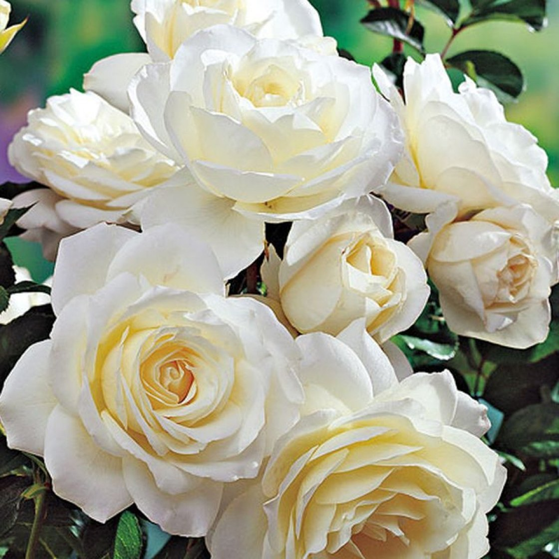 https://hectare.ua/upload/68fd4ae9290cd.jpg https://hectare.ua/upload/68fd4ae9290cd.jpg