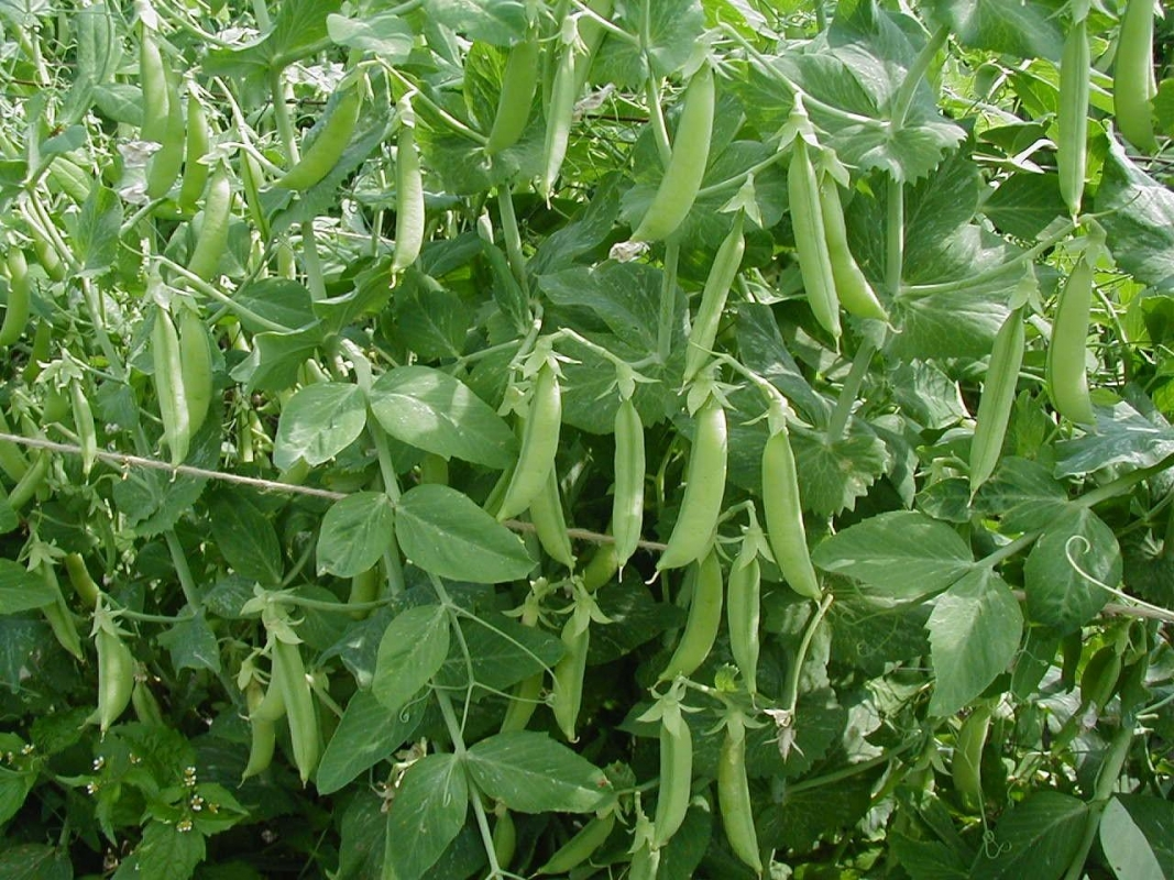 https://hectare.ua/upload/68fd4af04b1ea.jpg https://hectare.ua/upload/68fd4af04b1ea.jpg
