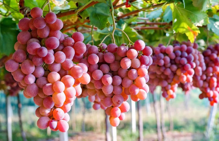 https://hectare.ua/upload/68fd4af2b3b3b.jpg https://hectare.ua/upload/68fd4af2b3b3b.jpg