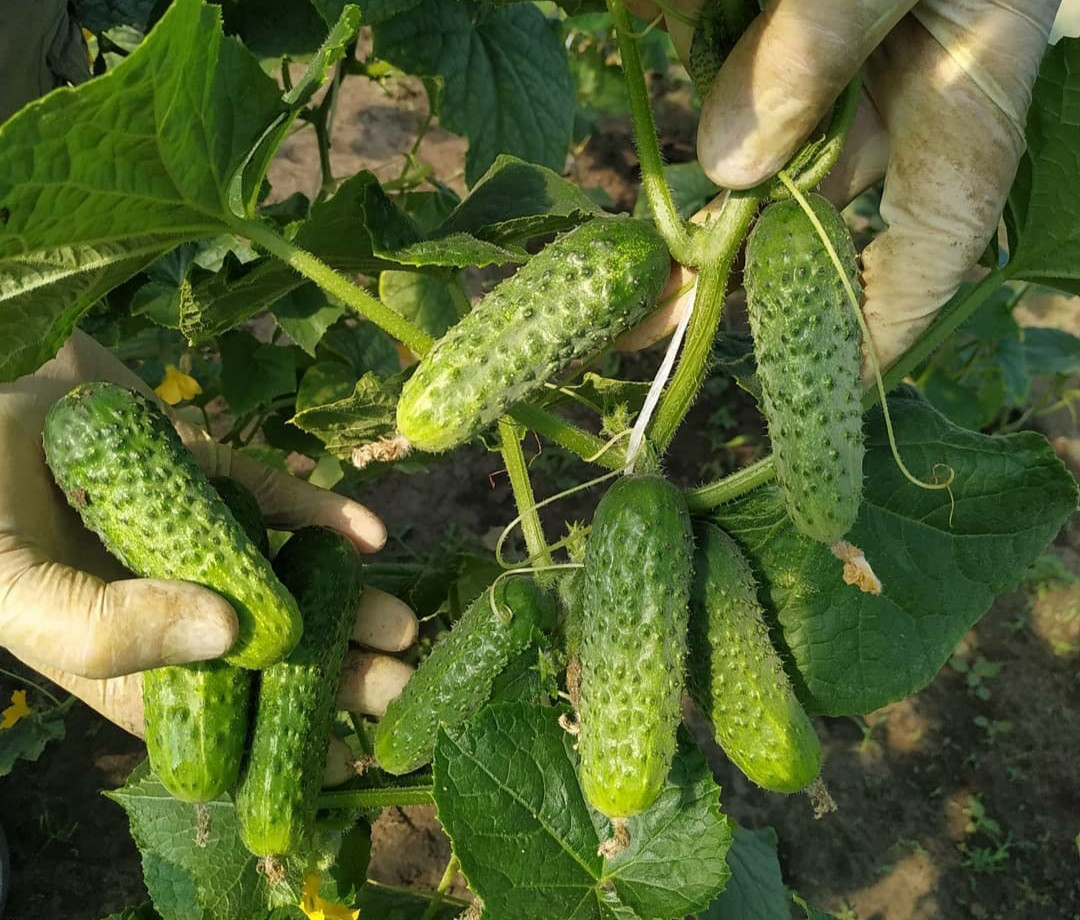 https://hectare.ua/upload/68fd4b18c46ae.jpg https://hectare.ua/upload/68fd4b18c46ae.jpg