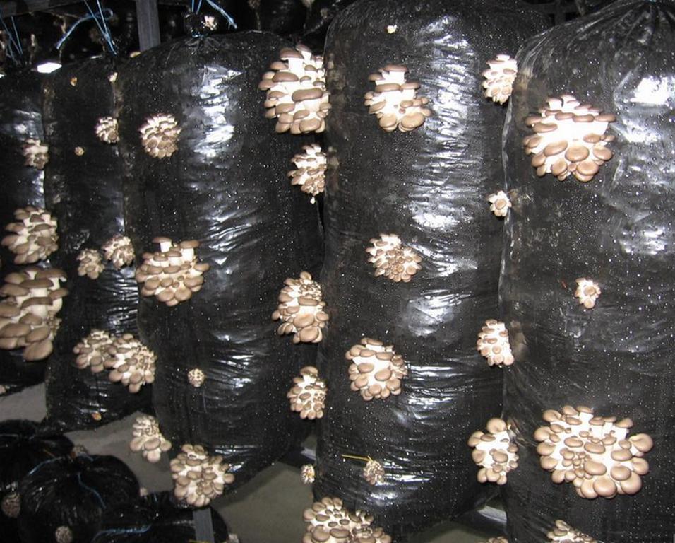 https://hectare.ua/upload/68fd4b1b4dbbe.jpg https://hectare.ua/upload/68fd4b1b4dbbe.jpg