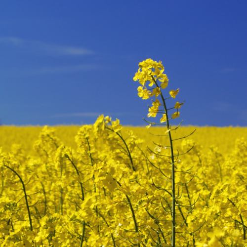 https://hectare.ua/upload/68fd4b1eab838.jpg https://hectare.ua/upload/68fd4b1eab838.jpg
