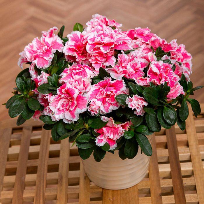 https://hectare.ua/upload/68fd4b2b0ec42.jpg https://hectare.ua/upload/68fd4b2b0ec42.jpg