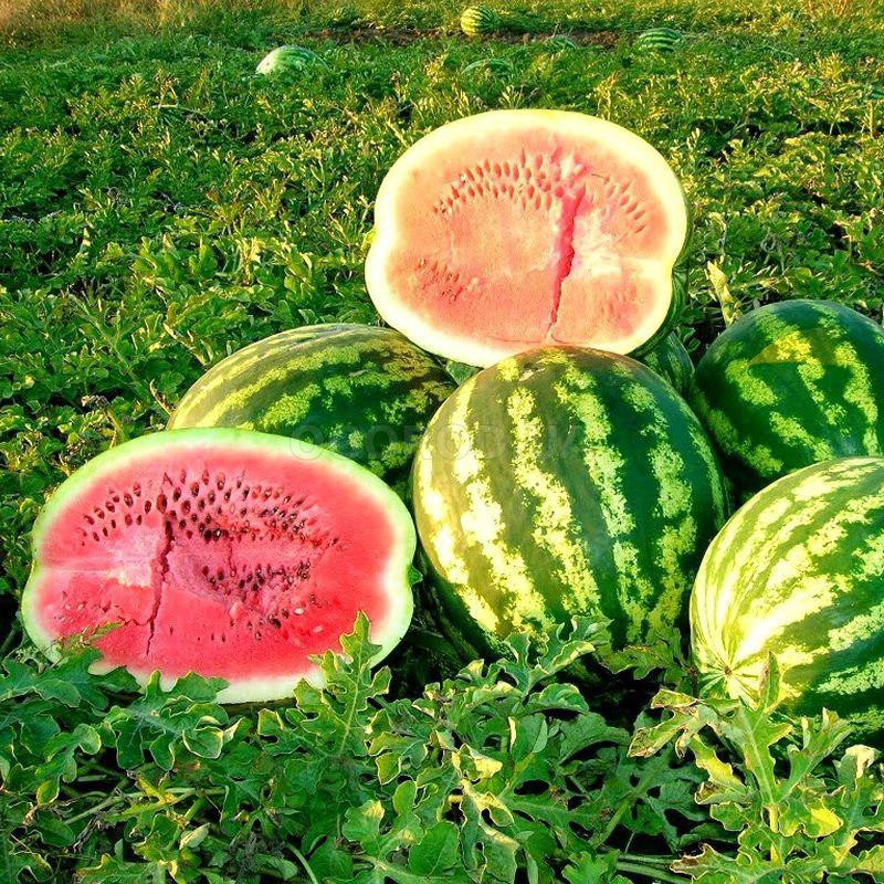 https://hectare.ua/upload/68fd4b316dab2.jpg https://hectare.ua/upload/68fd4b316dab2.jpg