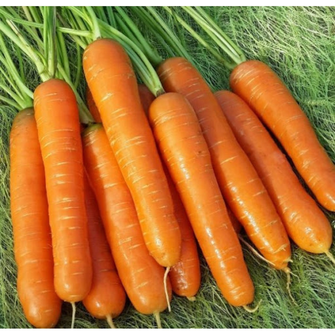 https://hectare.ua/upload/68fd4b38a535b.jpg https://hectare.ua/upload/68fd4b38a535b.jpg