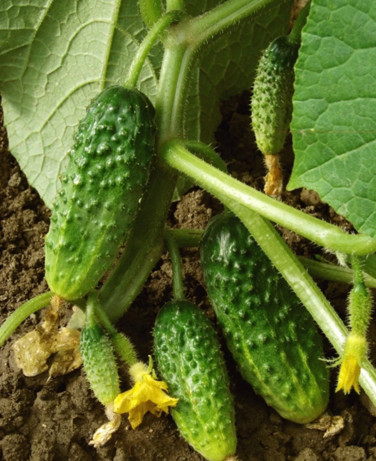 https://hectare.ua/upload/68fd4b3c7a9af.jpg https://hectare.ua/upload/68fd4b3c7a9af.jpg