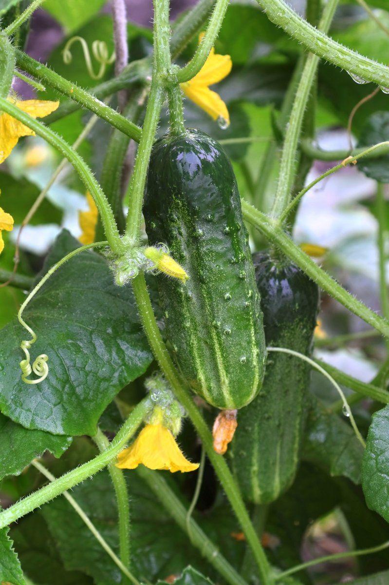 https://hectare.ua/upload/68fd4b410fe54.jpg https://hectare.ua/upload/68fd4b410fe54.jpg