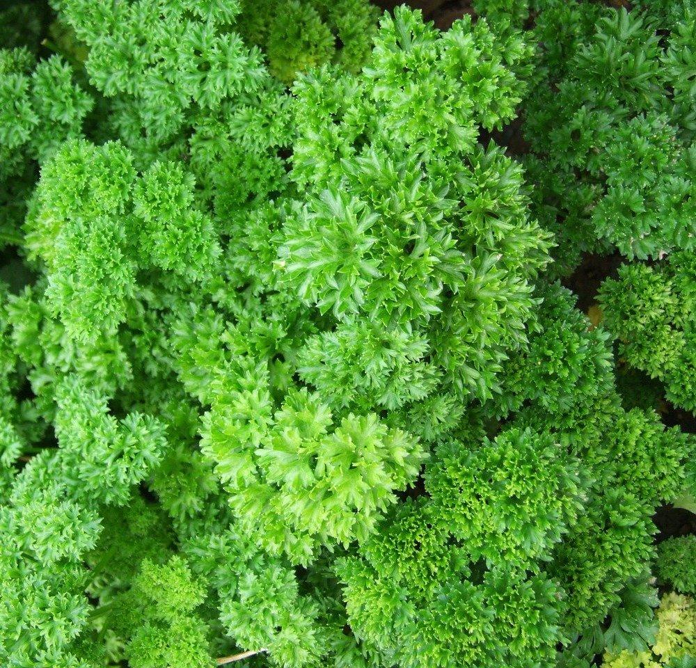 https://hectare.ua/upload/68fd4b433eec3.jpg https://hectare.ua/upload/68fd4b433eec3.jpg