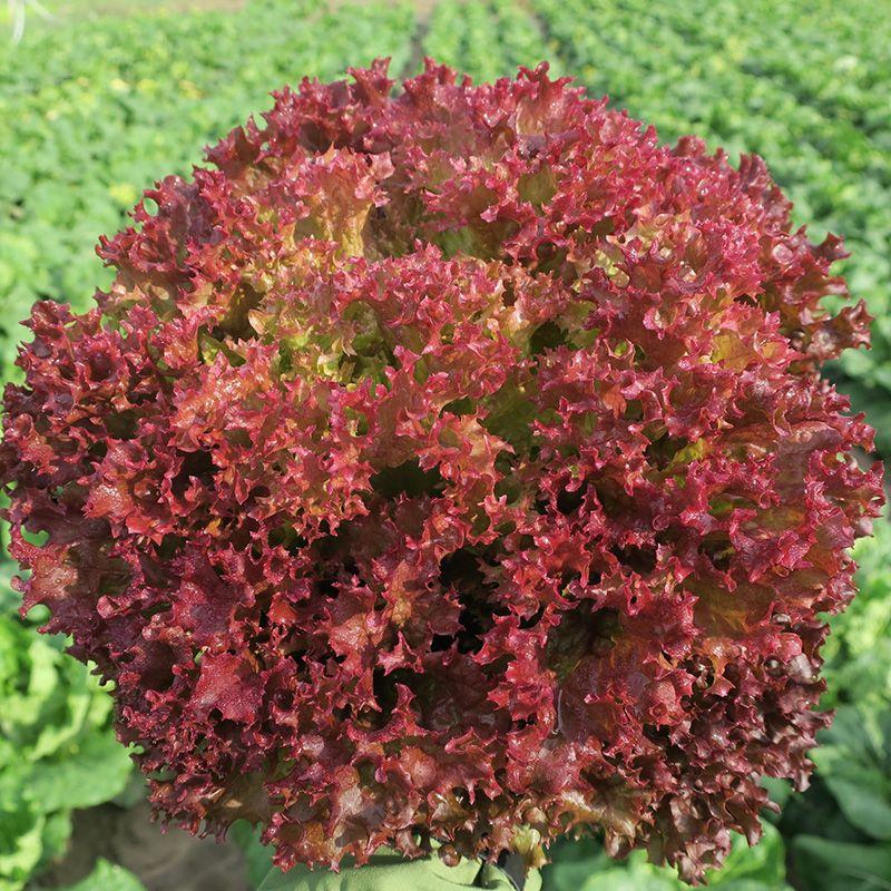 https://hectare.ua/upload/68fd4b4817268.jpg https://hectare.ua/upload/68fd4b4817268.jpg