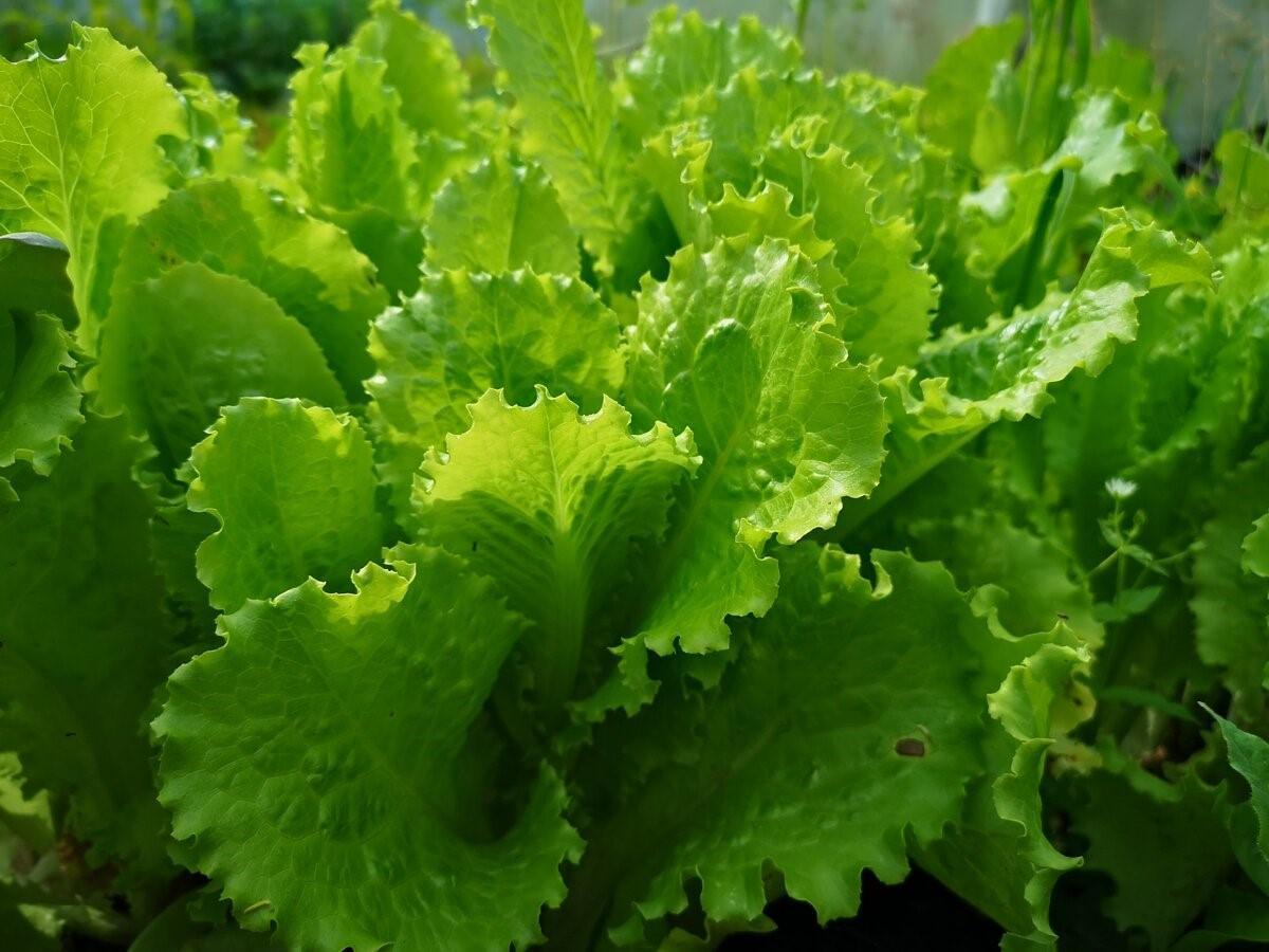 https://hectare.ua/upload/68fd4b492e5f8.jpg https://hectare.ua/upload/68fd4b492e5f8.jpg