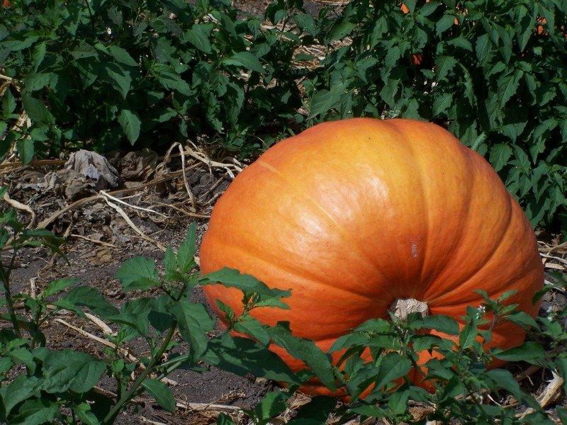 https://hectare.ua/upload/68fd4b4d159aa.jpg https://hectare.ua/upload/68fd4b4d159aa.jpg